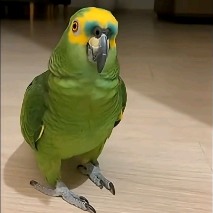 papagaio maluco