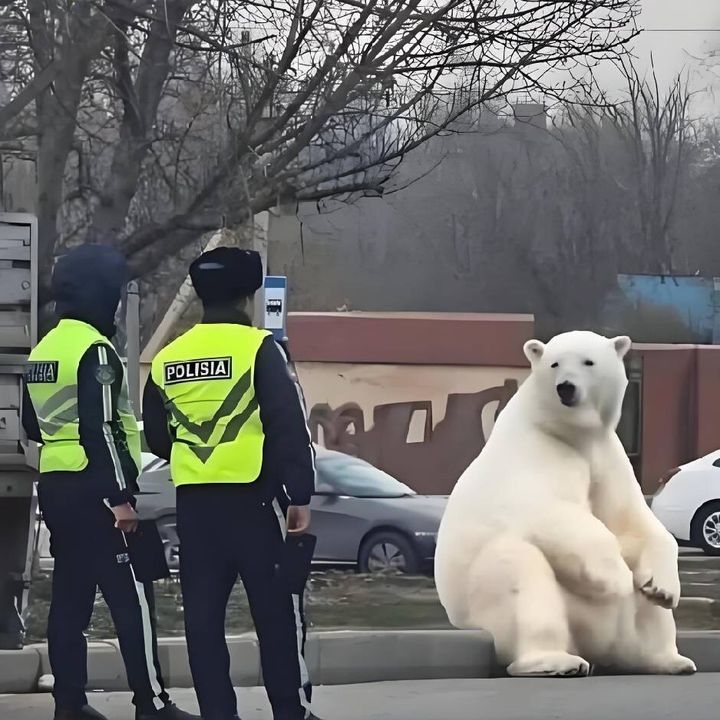 DETMARHA