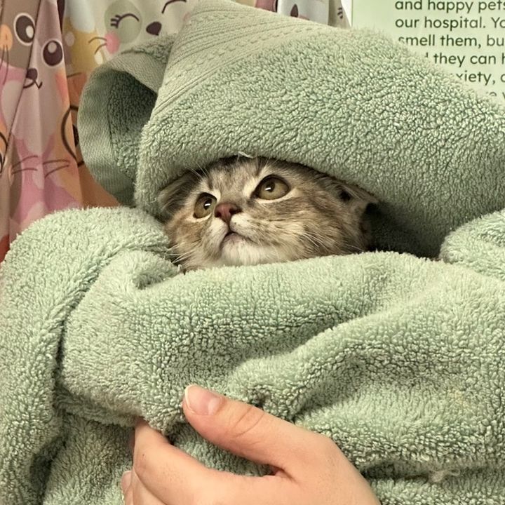 The Chilly Cat