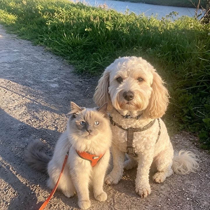 TeddyandOllie