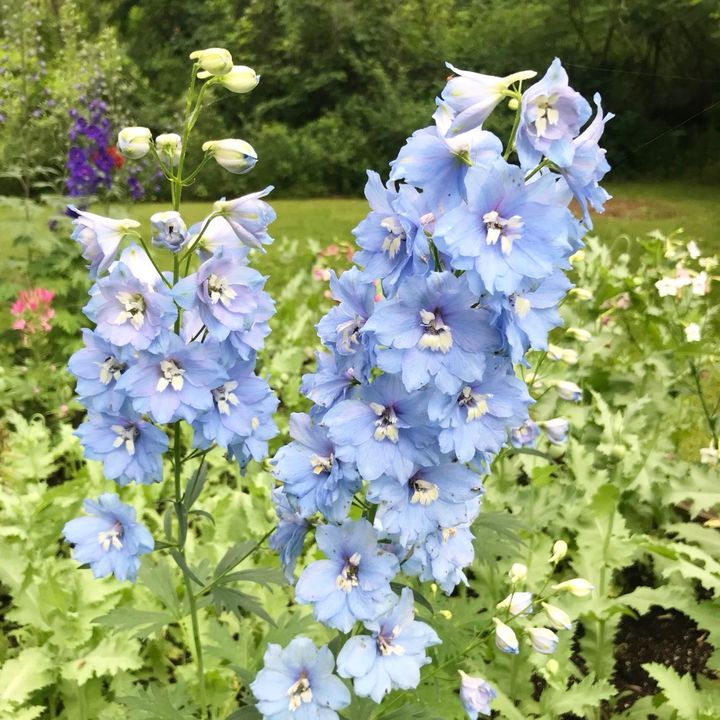 Graceful Gardens