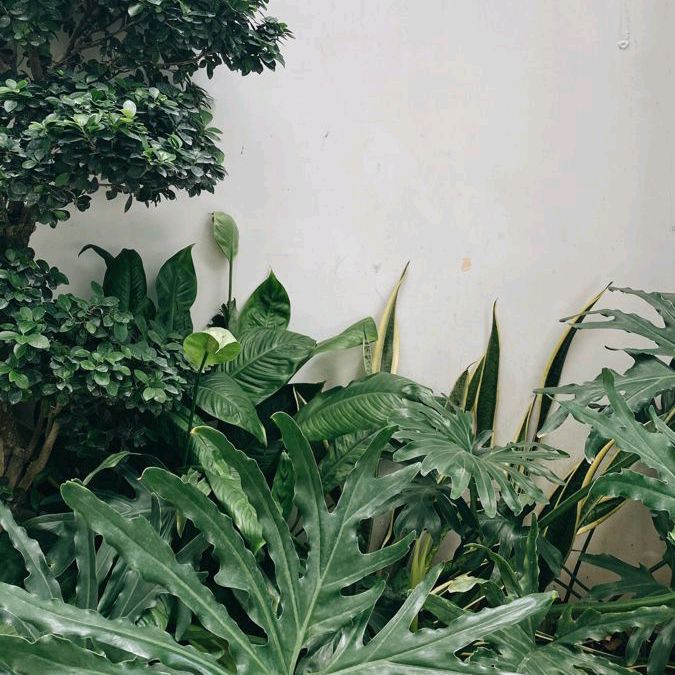 Daun Jiwa