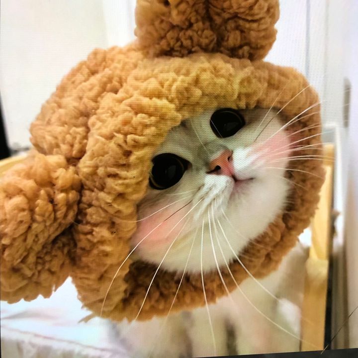BayDoll