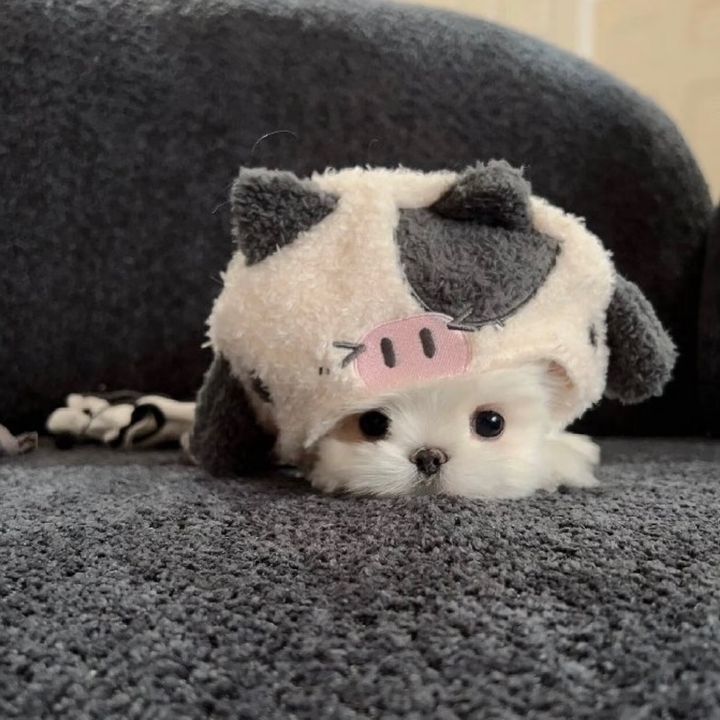 lucydiy7