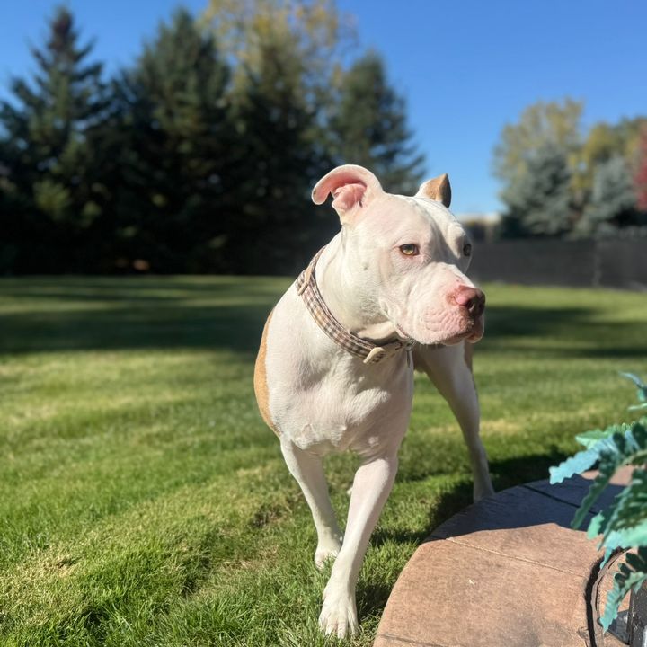 brucie