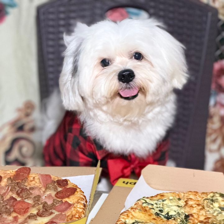 Khali-kot 🐶