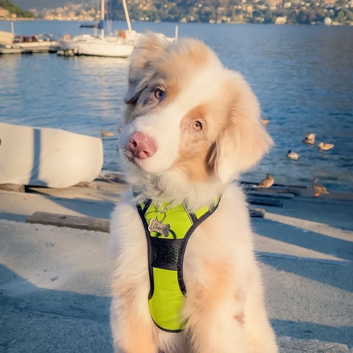 Charlie.theaussie.life