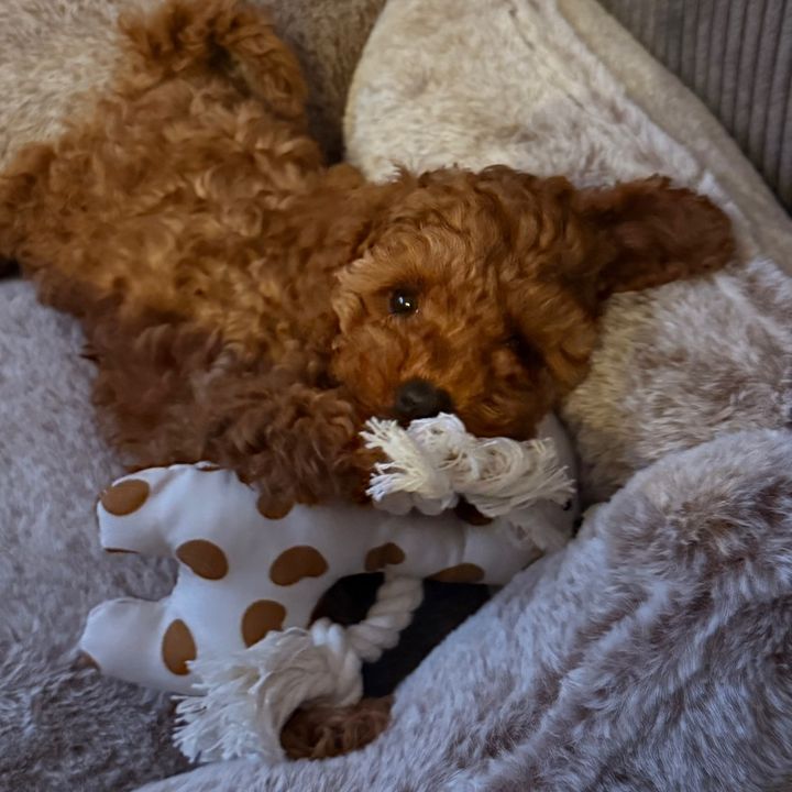 Petite Avril - Toy poodle 🧸