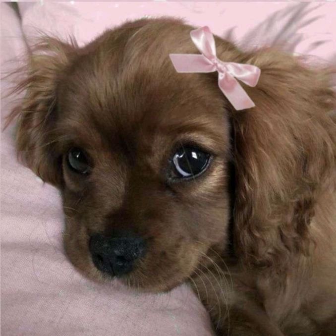 jeni 🎀🐾