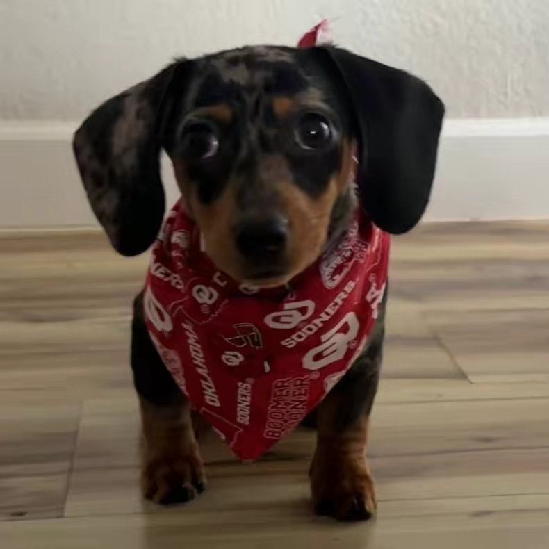 Pepper 🌶️
