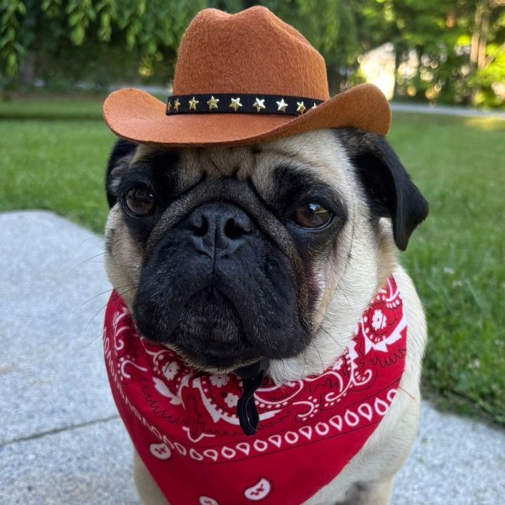 Pickles the Pug