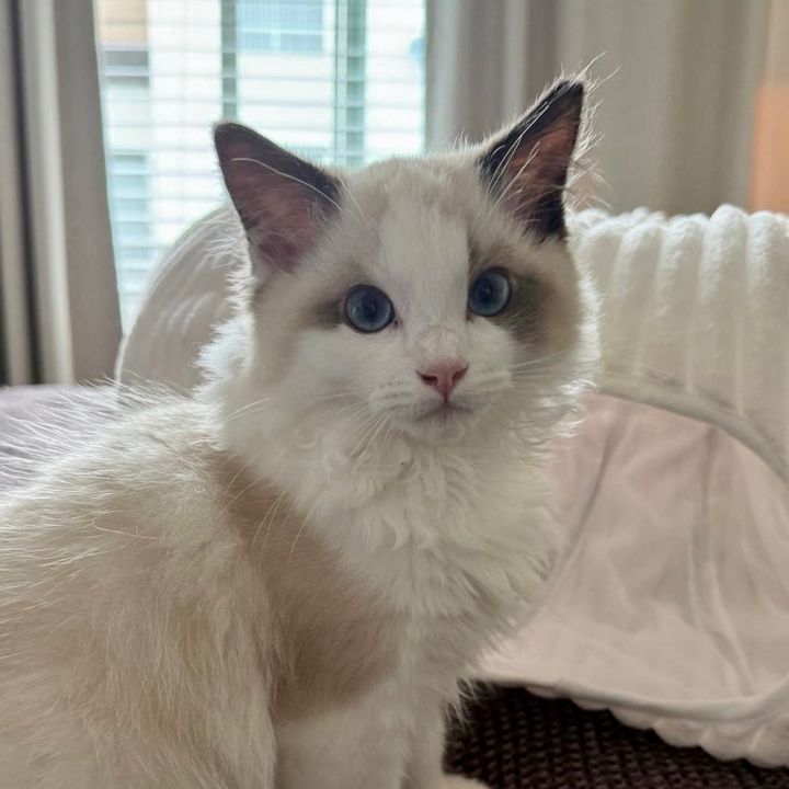 nash the ragdoll