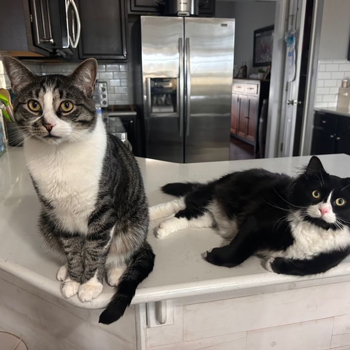 Ash & Tux