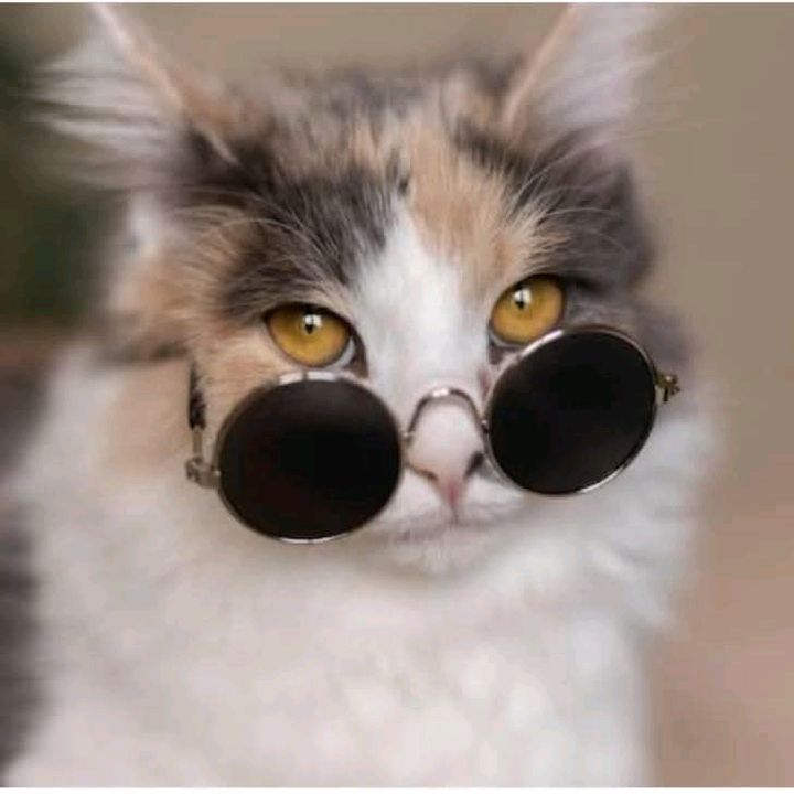purrfect fun😗