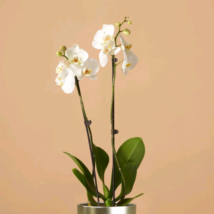 Bing.O*14