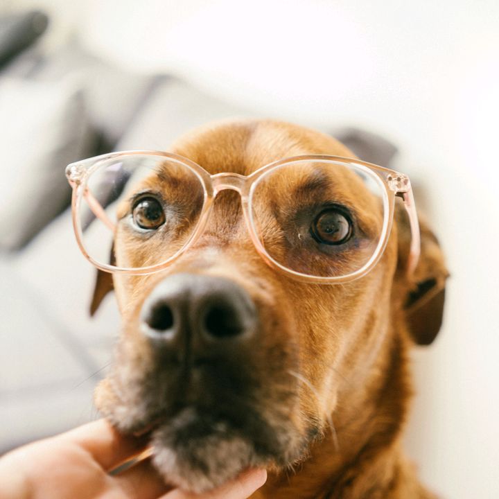 Pet Saúde  Achadinhos Shopee