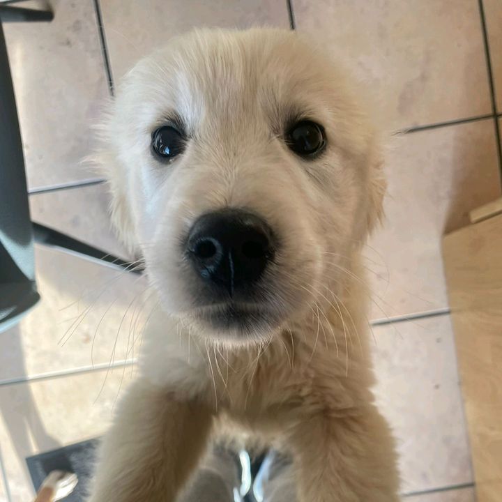 Milo The Golden