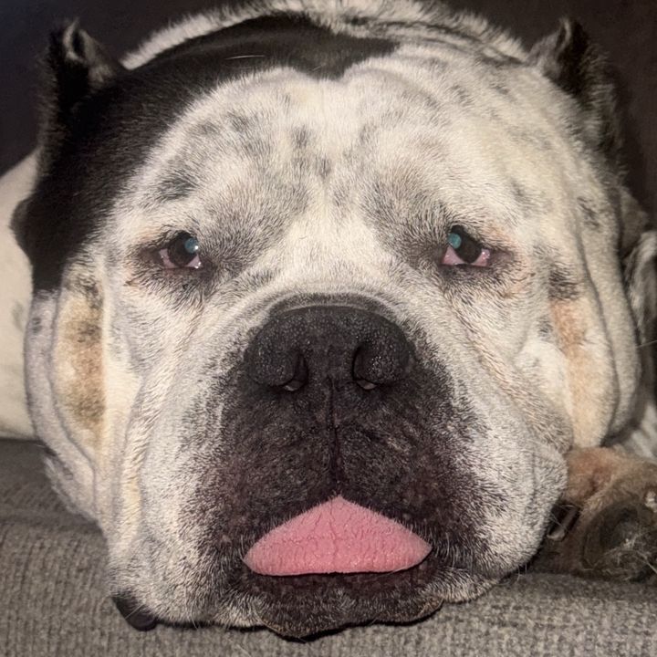 Chunky the BULLY BOY