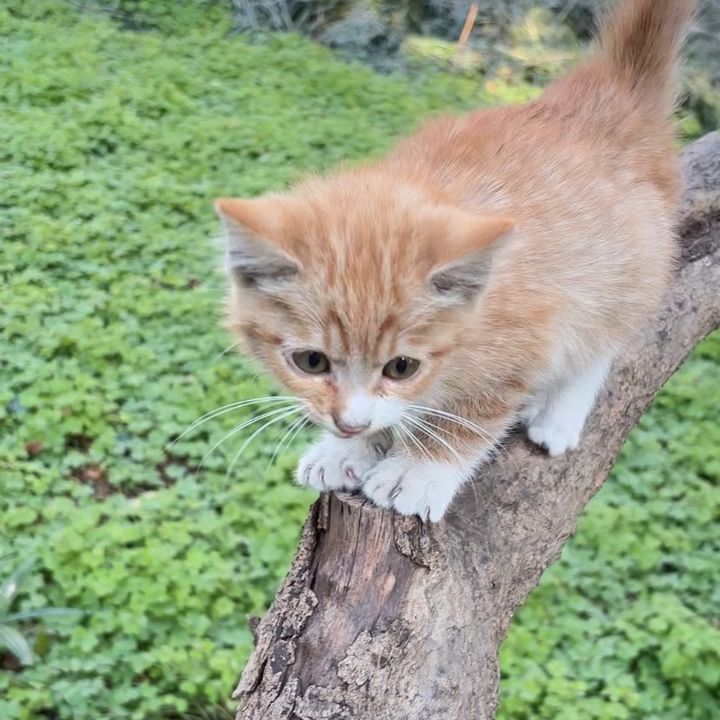 curvylatinastyle