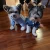 Ollie and Mollie