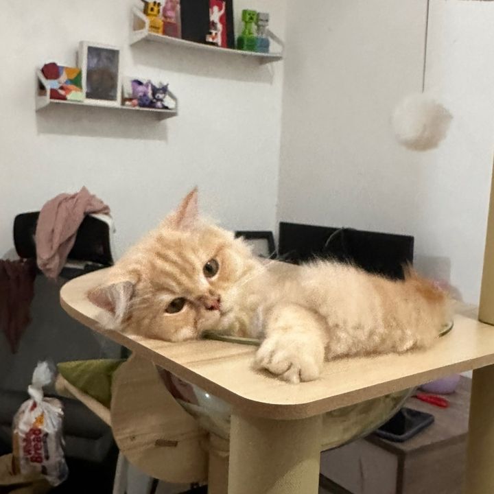 Simba