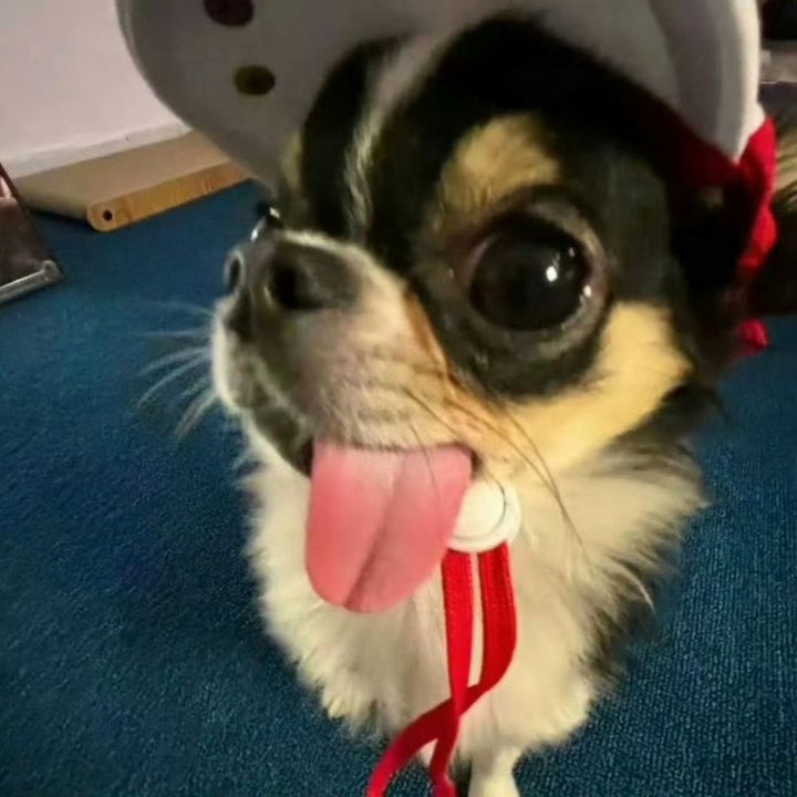 trppoi441