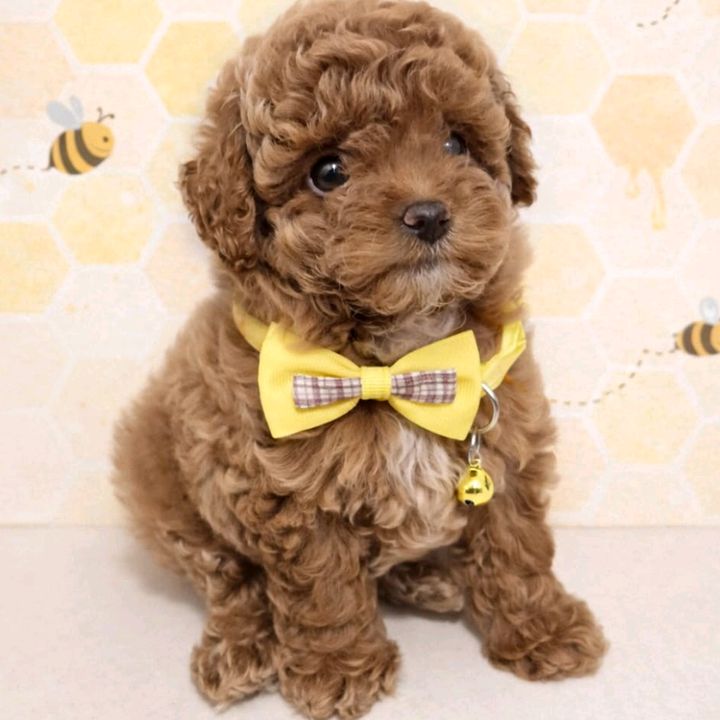Honeyara Poodle