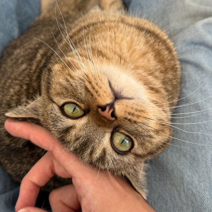 WafflesTheShorthair