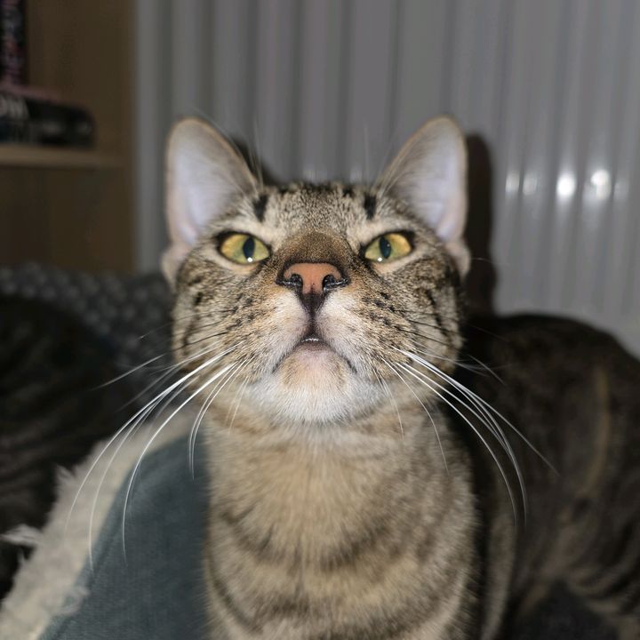 Binx_Buys