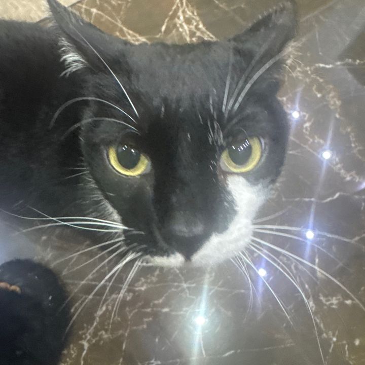 gatto🐈⬛