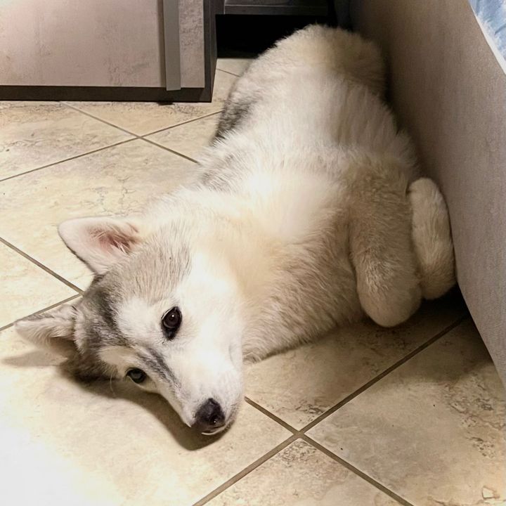 ❤️🐾Kira🐾❤️