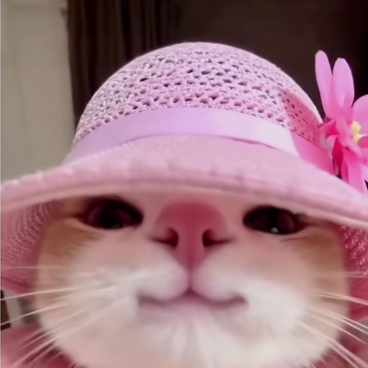 Cats.