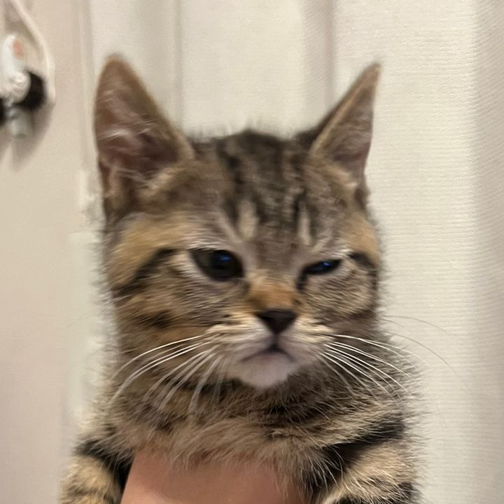 ふくすけ