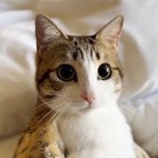 Meowlll
