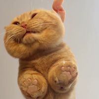 Chunky Munchkin
