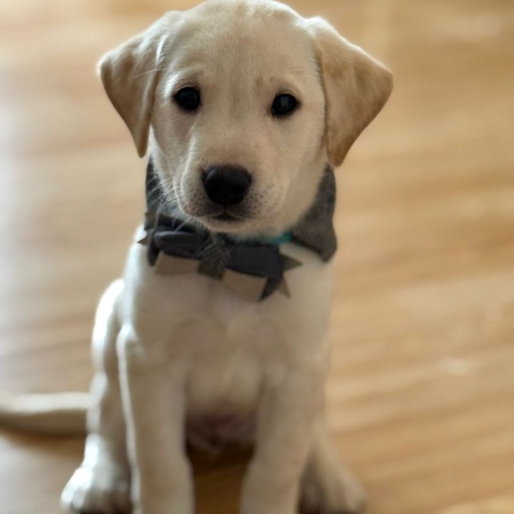 Caju The Lab