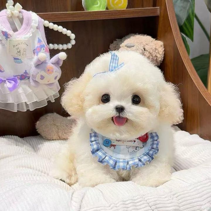 小康家萌宠馆