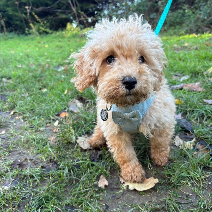 Eddie Teddy the Cockapoo