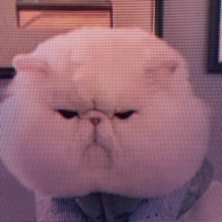 vlzhcnvcw1