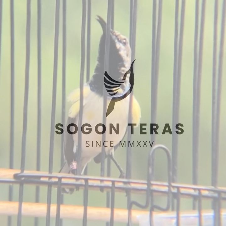 SOGON TERAS