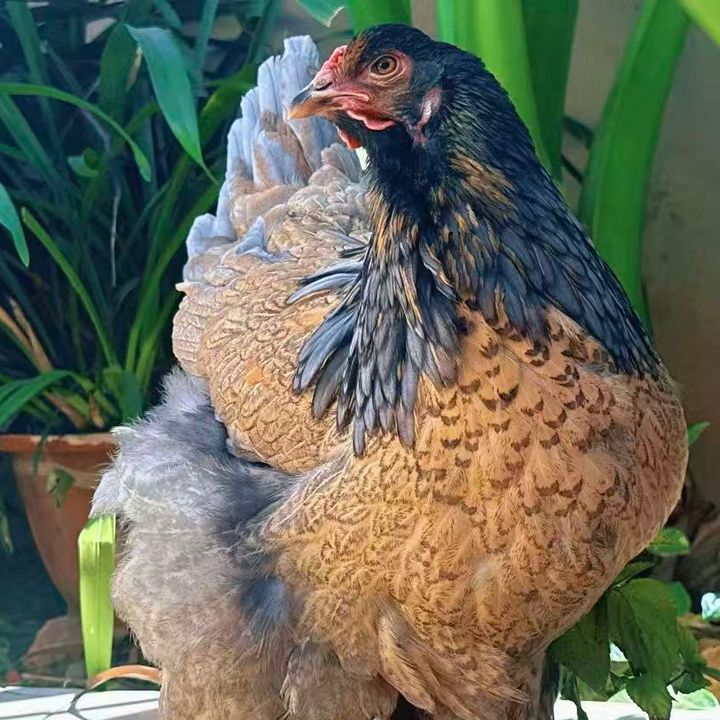 shellysfarm