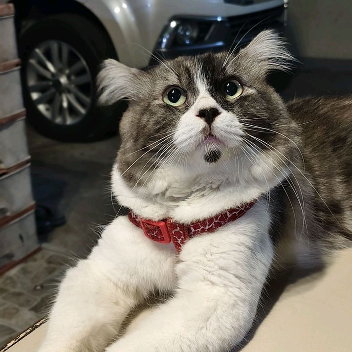 Oreo