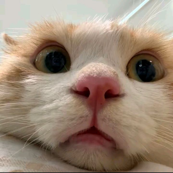 The Boozy Cat