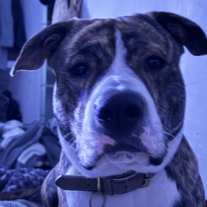 Zeus🐶