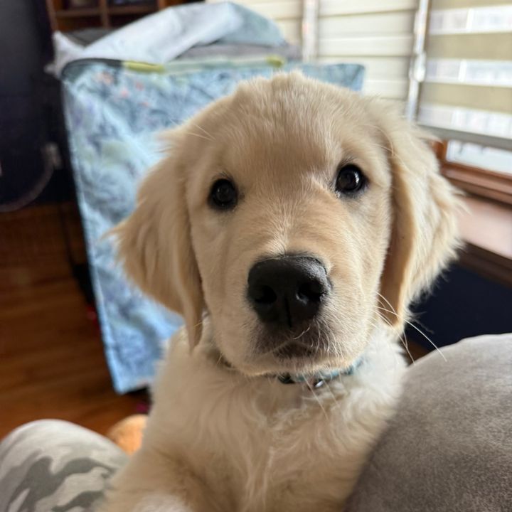 Winston Furchill the Golden