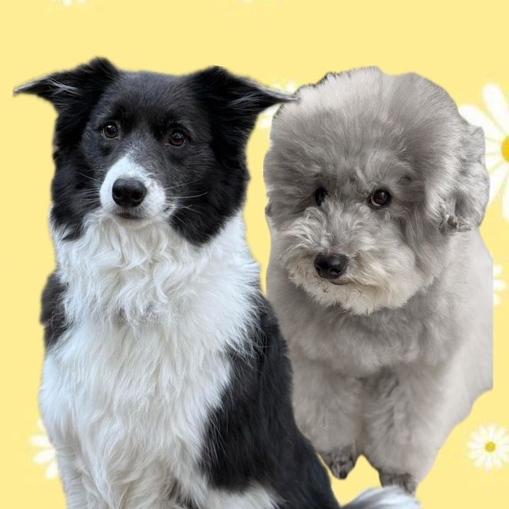 グゥ🐾シーサー