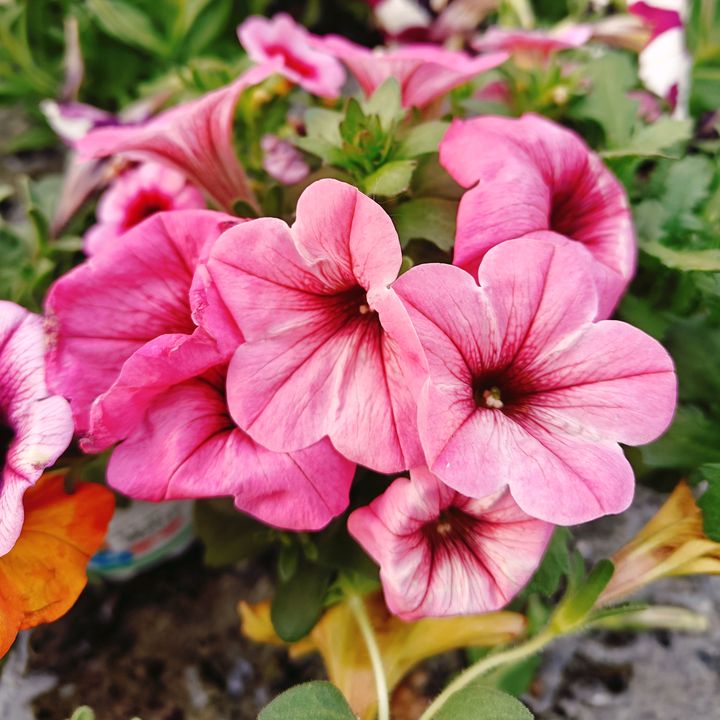 Dunnes Garden Centre Durrow