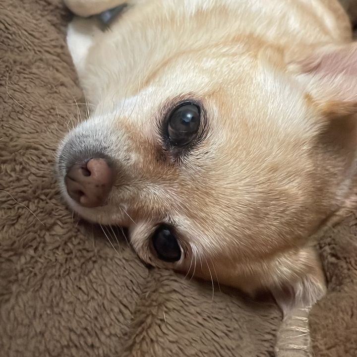 SweetPea