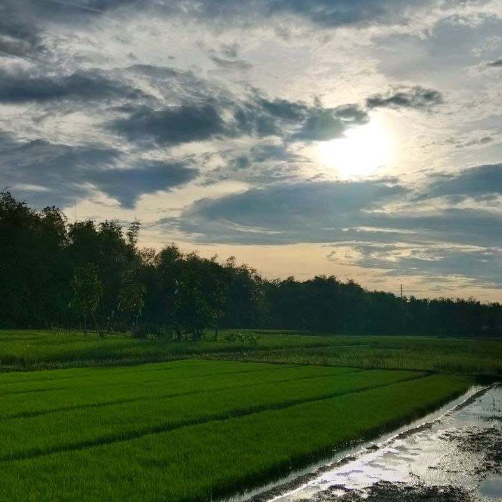 lytashop