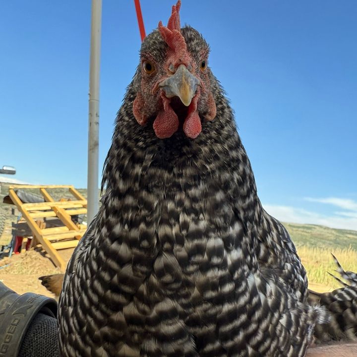 Nomadic Hens